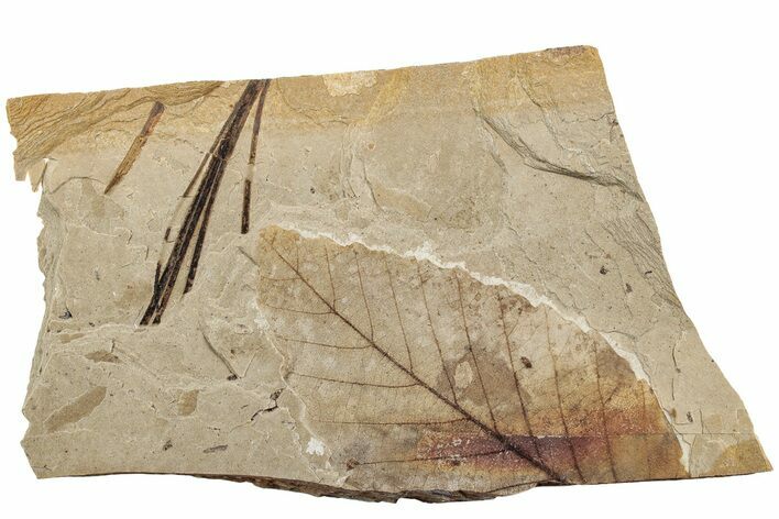 Fossil Leaf (Fagus, Pinus) Plate - McAbee, BC #226096